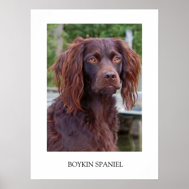 Poster Boykin Spaniel (Devant)