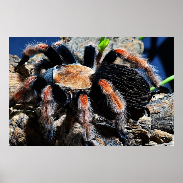 Poster Brachypelma boehmei (Devant)