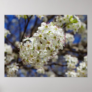 Poster Bradford Pear Blooms