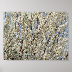 Poster Bradford Pear Tree Blooms