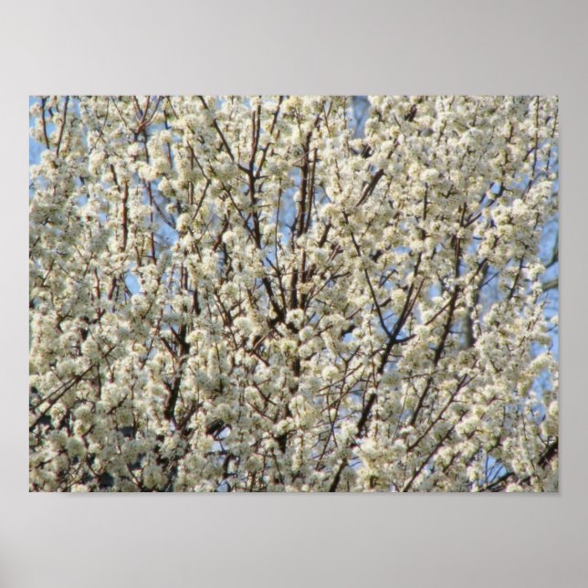 Poster Bradford Pear Tree Blooms (Devant)