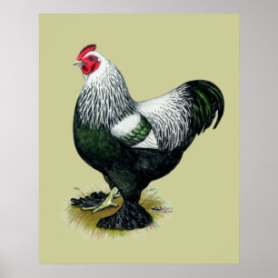 Poster Brahma : Coq foncé