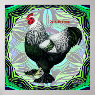 Poster Brahma : Fancy Dark Rooster