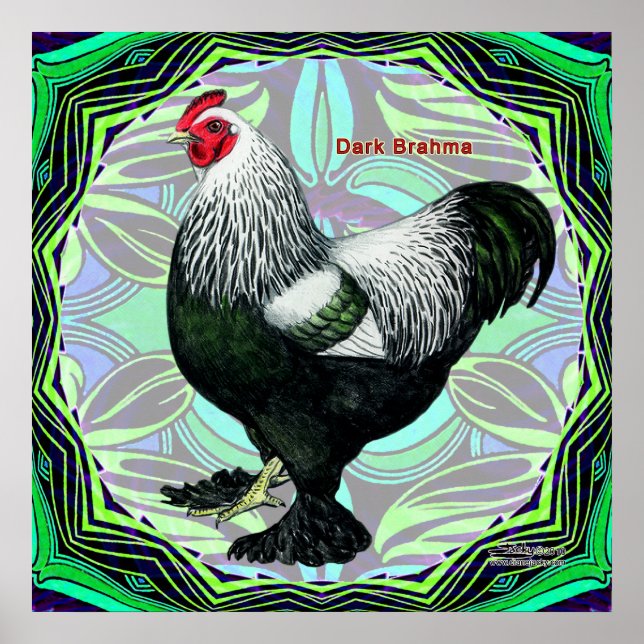 Poster Brahma : Fancy Dark Rooster (Devant)