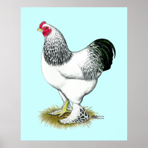 Poster Brahma:  Light Rooster