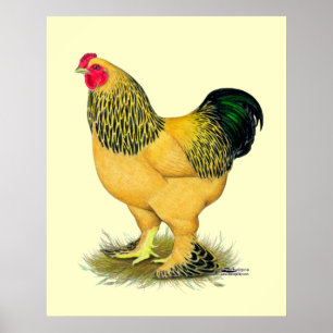 Poster Brahma : Rooster Buff