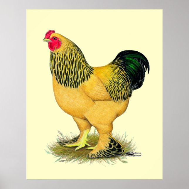 Poster Brahma : Rooster Buff (Devant)