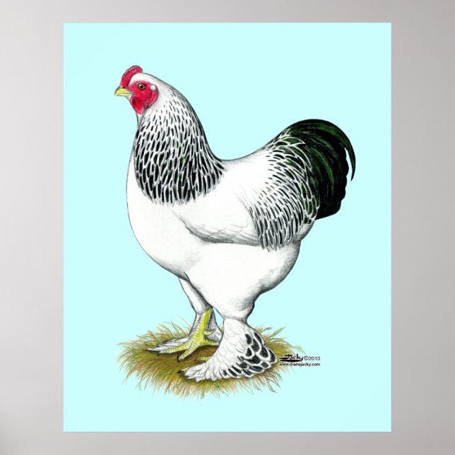 Poster Brahma : Rooster léger (Devant)