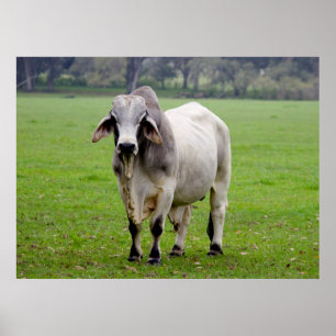 Poster Brahman (alias Brahma) Bull dans Field