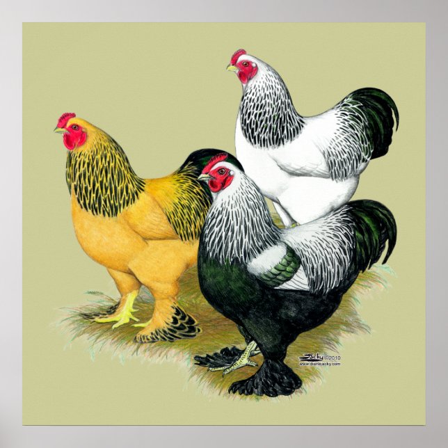 Poster Brahmas Three Roosters (Devant)