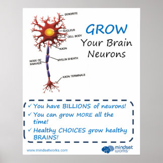 Poster Brainology® pour les neurones cérébraux
