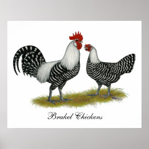Poster Brakel Chickens
