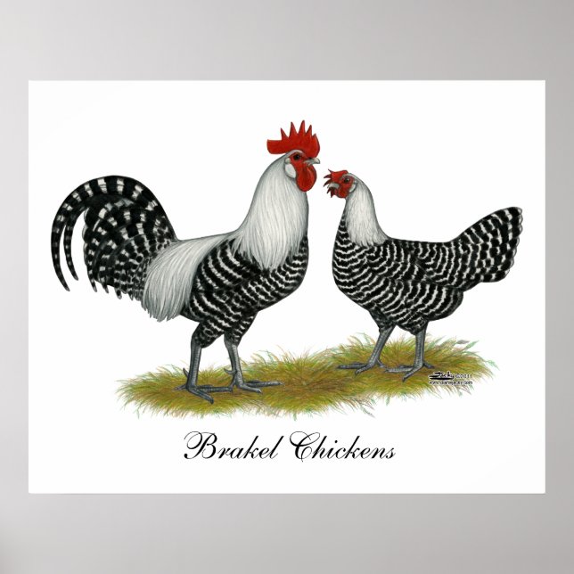 Poster Brakel Chickens (Devant)