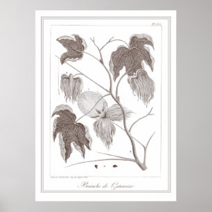 Poster Branch of Cotton Plant - Branche de Cotonnier