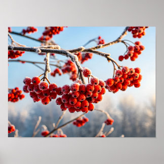 Poster Branche de baies rouges vibrantes