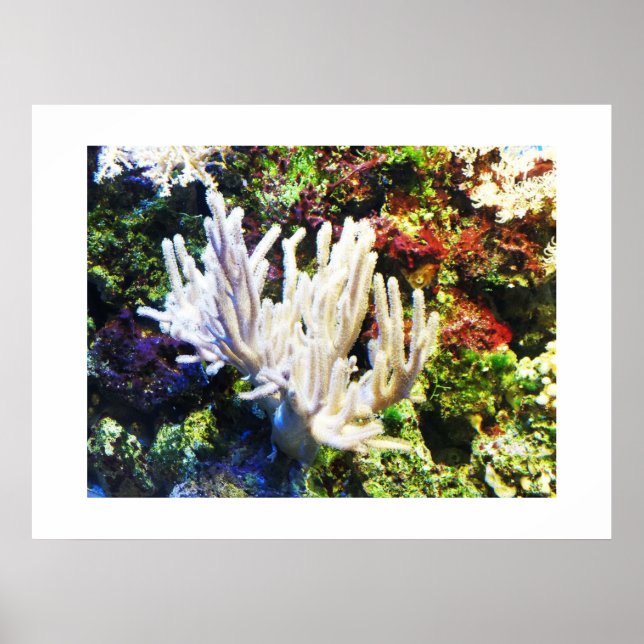 Poster Branche de corail blanc (Devant)