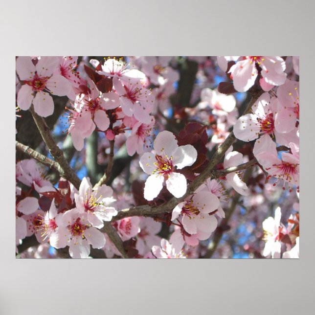 Poster Branche de fleurs roses Printemps Floral (Devant)