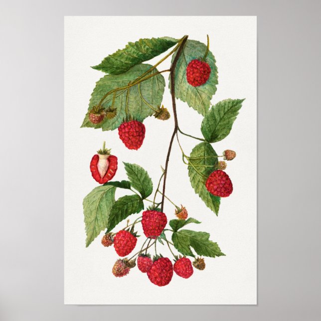Poster Branche de la peinture à l'aquarelle des fruits de (Devant)