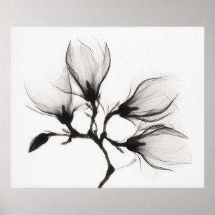 Poster Branche de magnolia avec quatre fleurs (environ 19