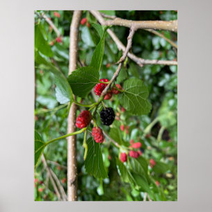 Poster Branche de Mullberry