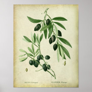Poster Branche d'olivier No. décor de mur de 11 fermes