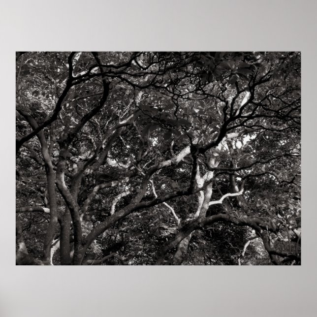 Poster Branche japonaise III (Devant)