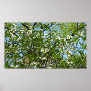 Poster Branche of Dogwood Blossoms Spring Trees