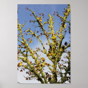 Poster Branches couvertes