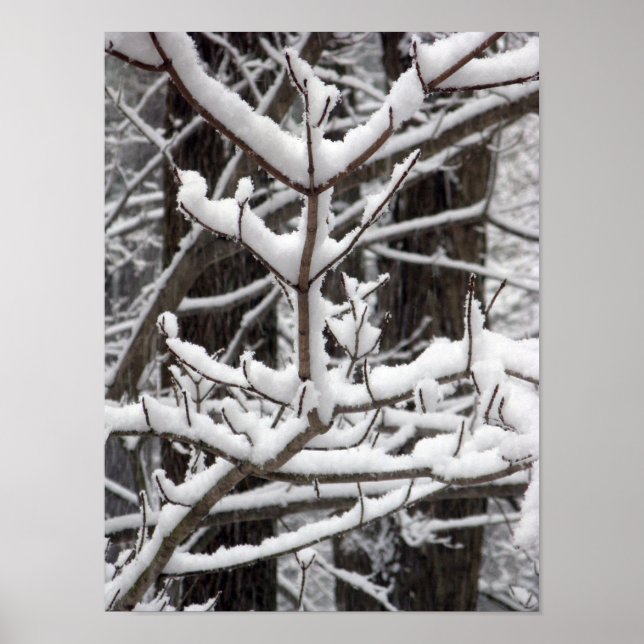 Poster Branches couvertes de neige (Devant)