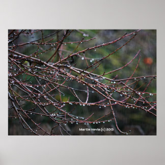 Poster Branches dans la pluie
