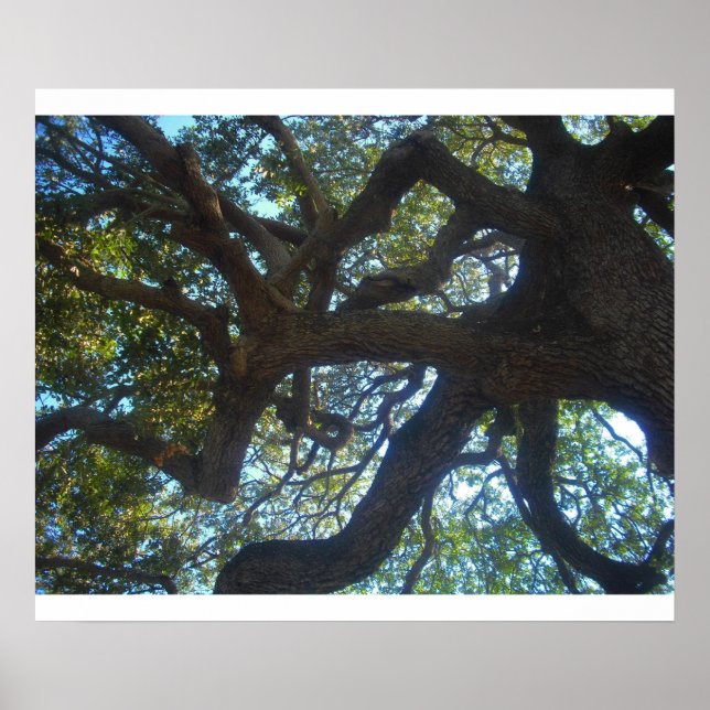 Poster branches d'arbre (Devant)