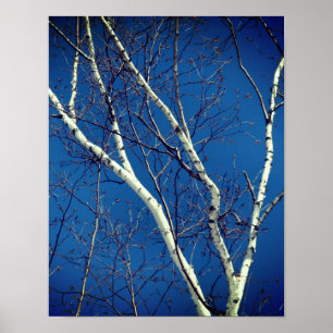 Poster Branches d'arbre de bouleau blanc contre le ciel b