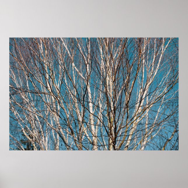 Poster Branches de bouleau d'argent au soleil (Devant)