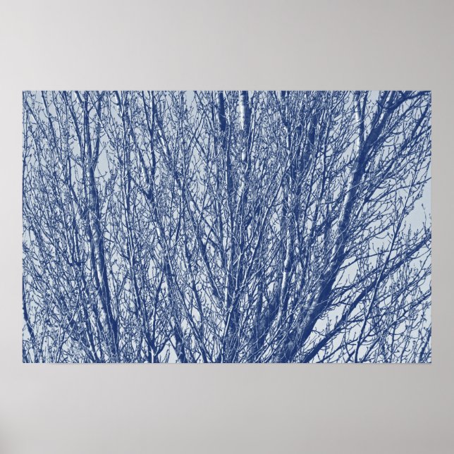 Poster Branches de bouleau - Effet Cyanotype (Devant)