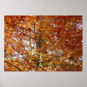 Poster Branches de feuilles orange Nature automnale