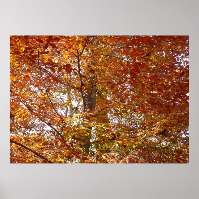 Poster Branches de la nature d'automne Feuille orange (Devant)