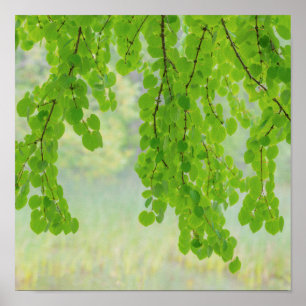 Poster Branches de l'arbre Katsura au printemps   Seabeck