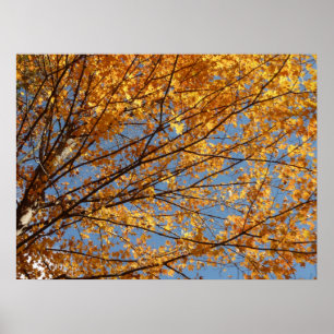 Poster Branches de Maple Feuilles II Orange Automne