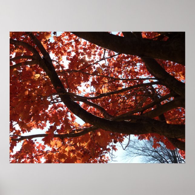 Poster Branches d'érable rouge Couleurs d'automne (Devant)
