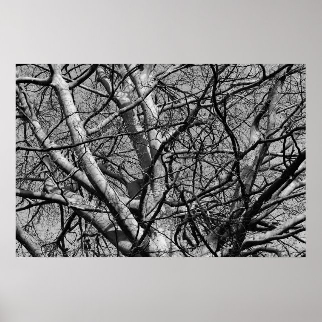 Poster Branches d'hiver illuminées (B&W) (Devant)