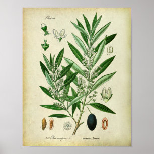 Poster Branches d'olivier no 2 Illustration botanique