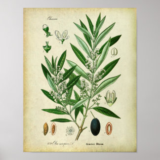 Poster Branches d'olivier no 2 Illustration botanique