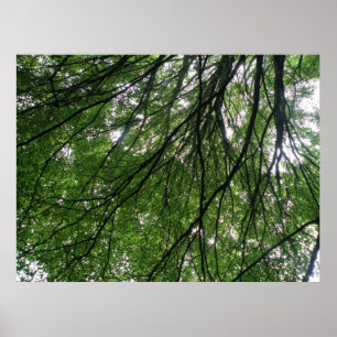 Poster Branches et Feuilles Imprimer