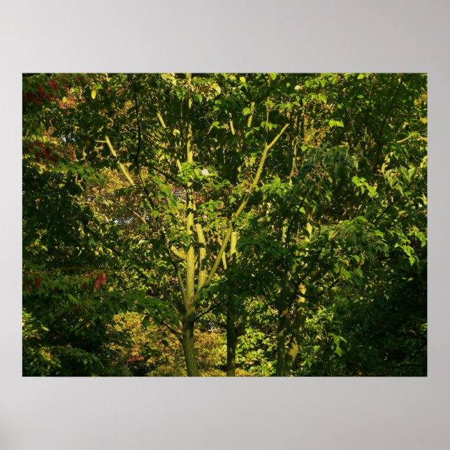 Poster Branches japonaises V (Devant)