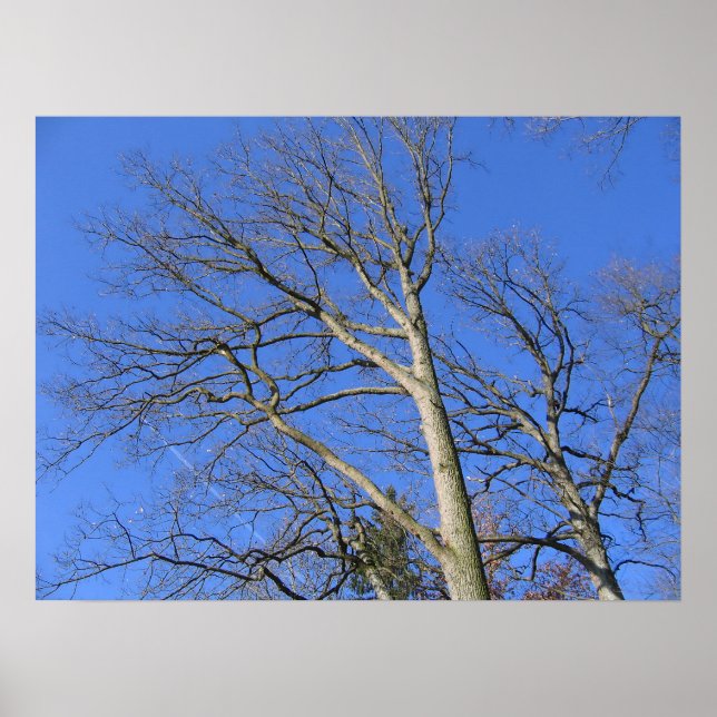 Poster Branches vers le ciel (Devant)