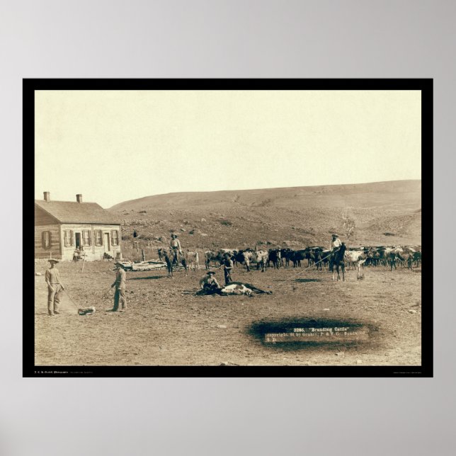 Poster Branding Cattle SD 1891 (Devant)