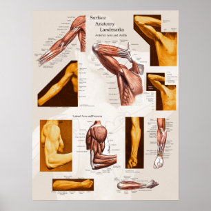 Poster Bras et épaule extérieurs d'affiche d'anatomie de