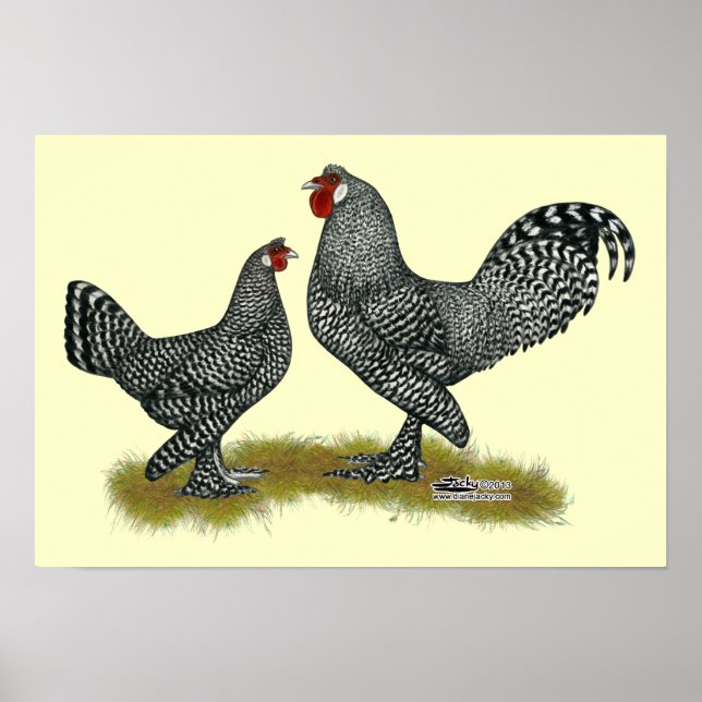 Poster Breda Chickens Cuckoo (Devant)