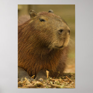 Poster Brésil, Pantanal, Matto Grosso. Capybara