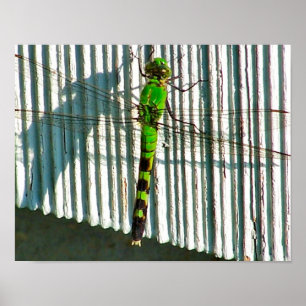 Poster Bright Green Dragonfly Close Nature